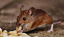 24 Hour & Emergency Exterminators in Upper Holland, PA